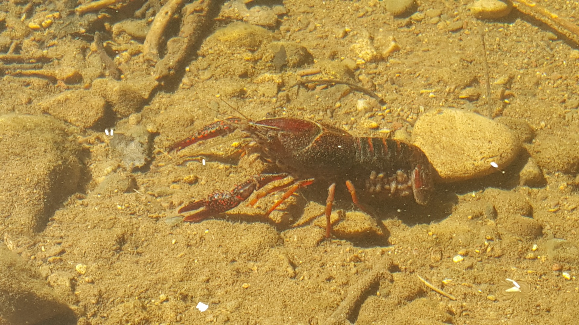 Cangrejo de río, americano (Arroyo Pedroche)